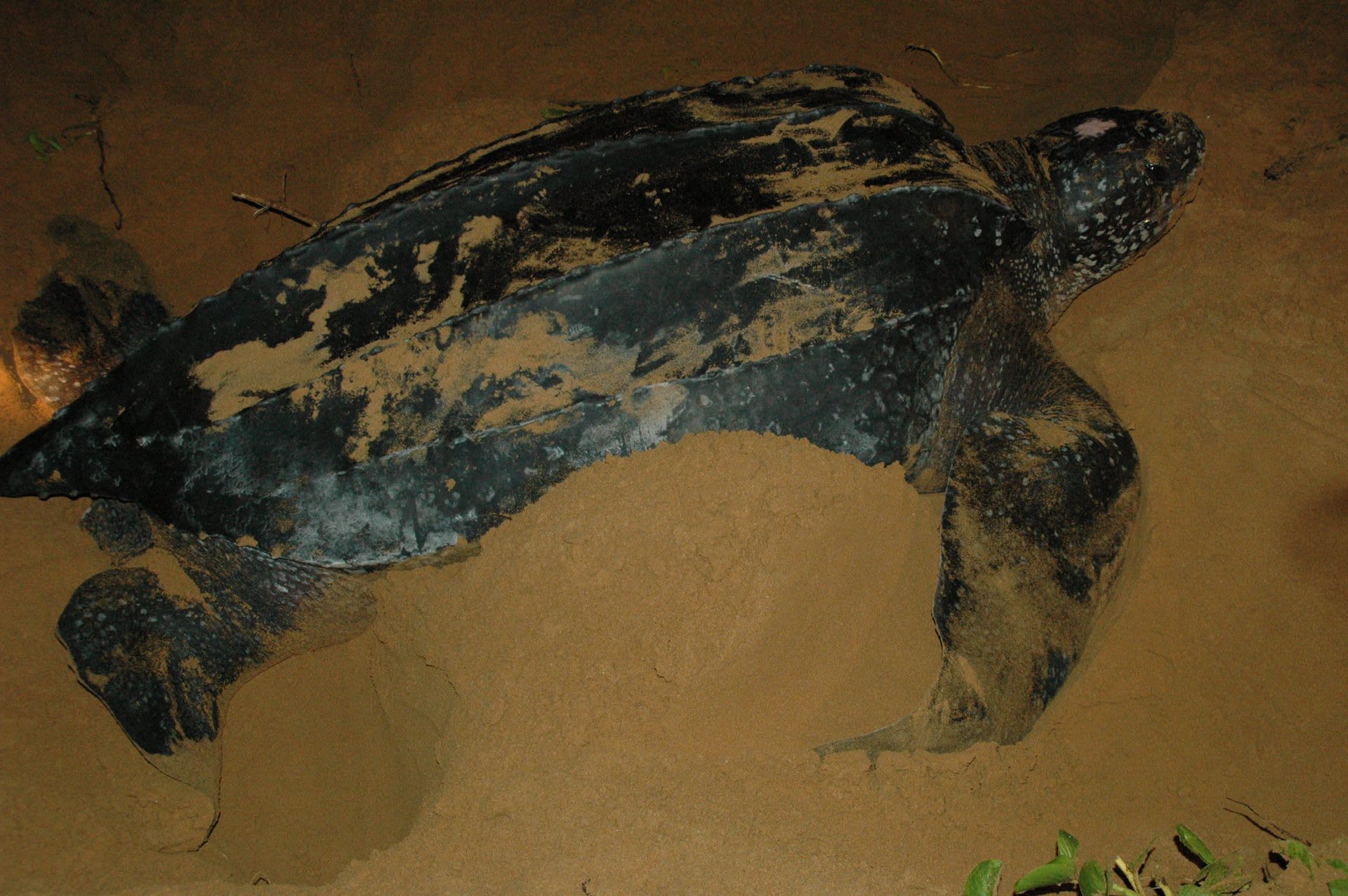 Pongara Leatherback Mass Nesting