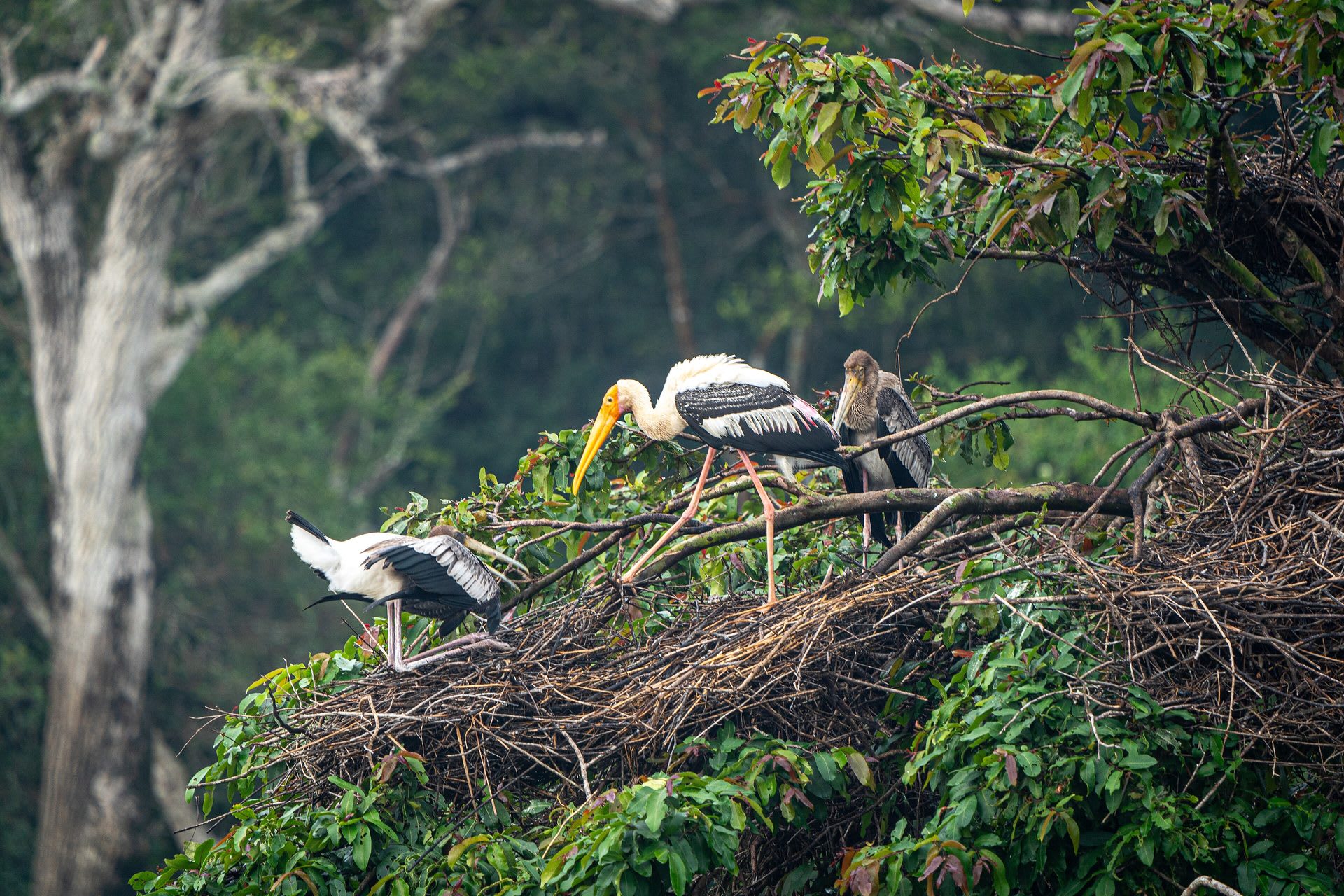 Prek Toal Waterbird Colony