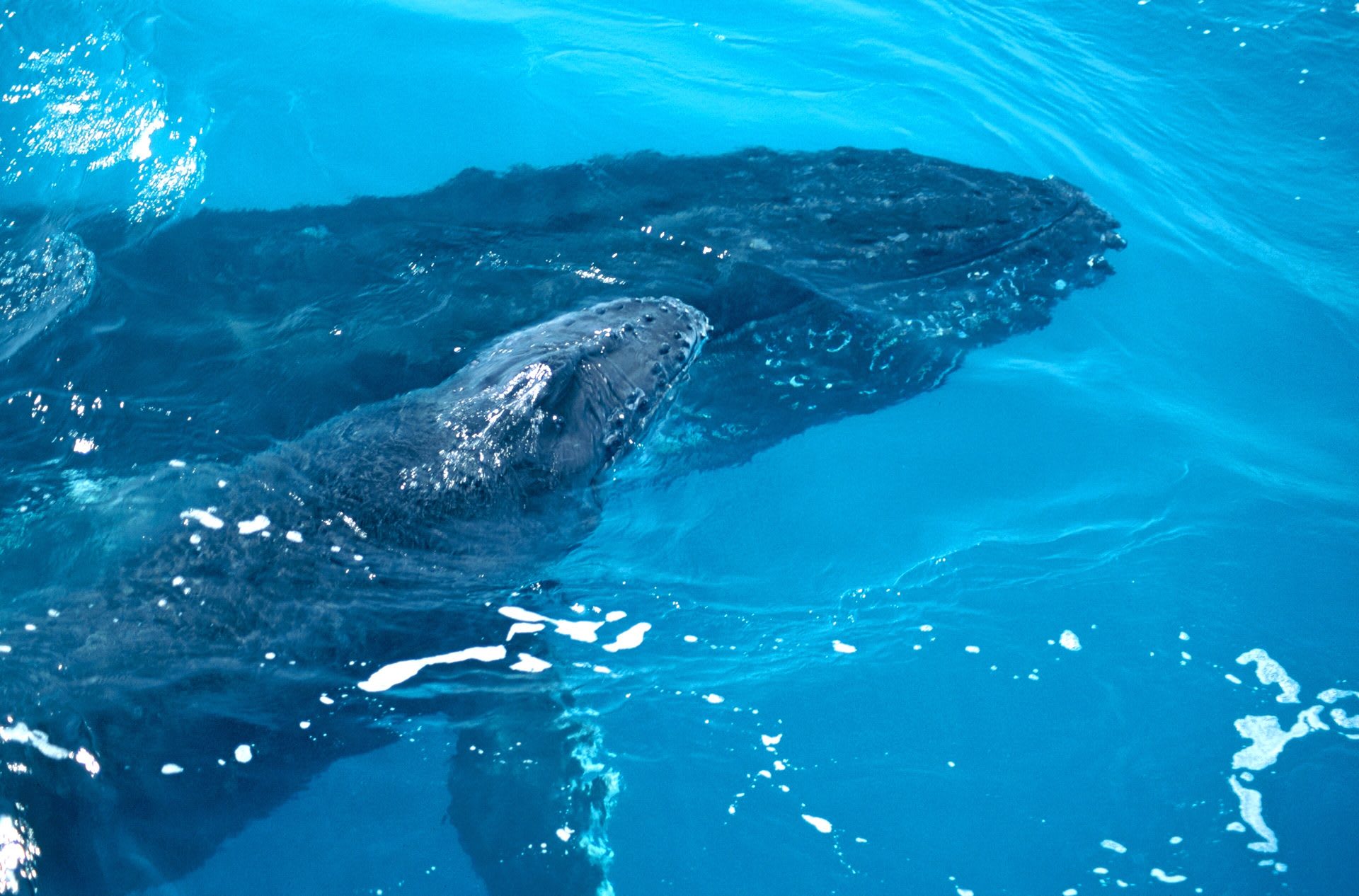 New Caledonia Lagoon Humpbacks