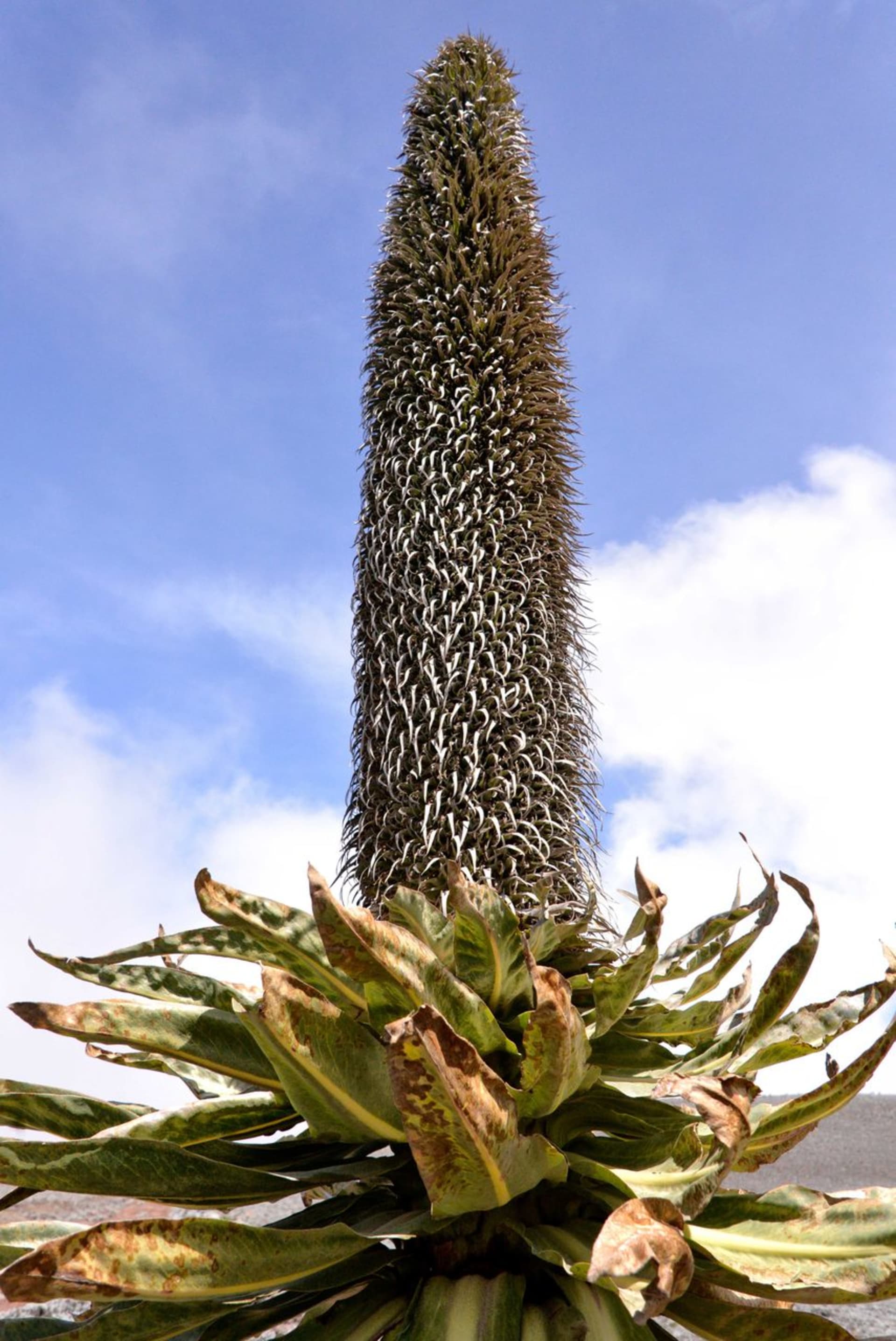Bale Mountains Giant Lobelia