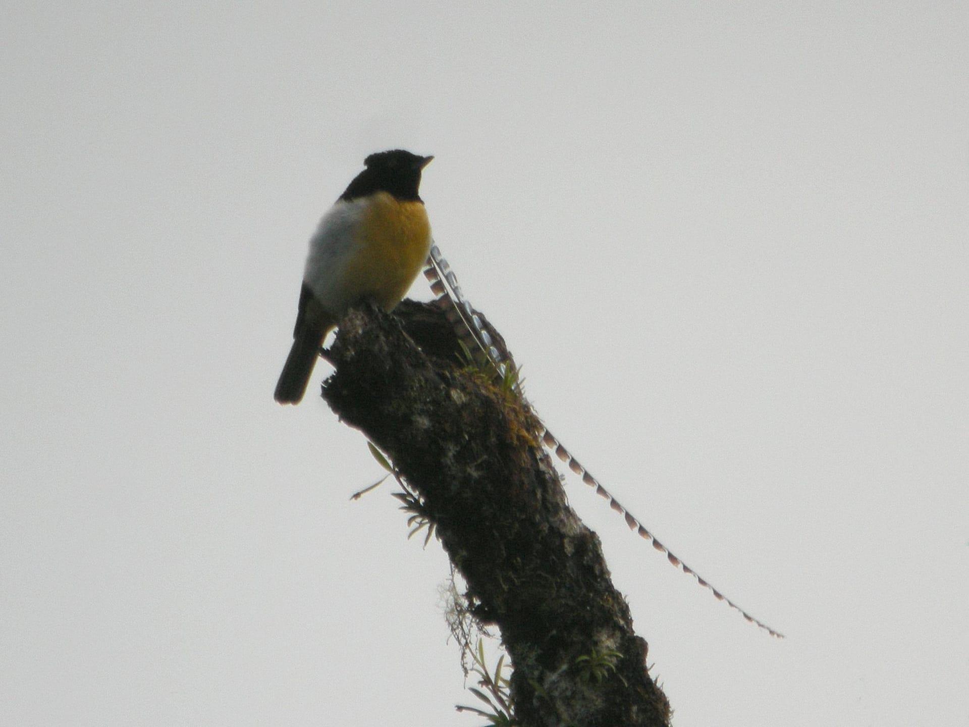Tari Gap Birds-of-Paradise