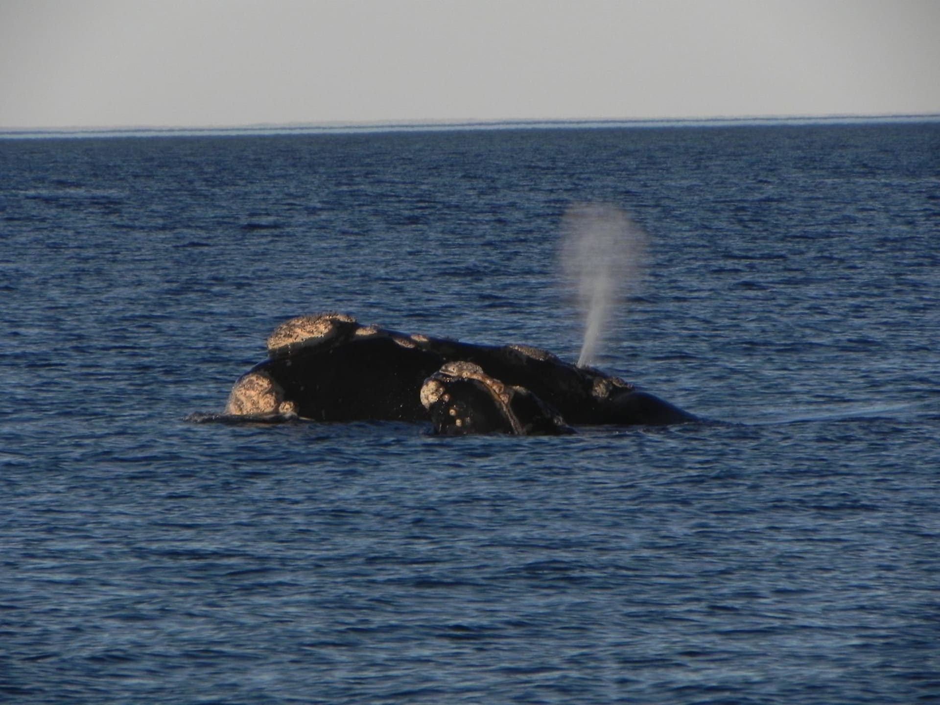 North Atlantic Right Whale Calving Ground