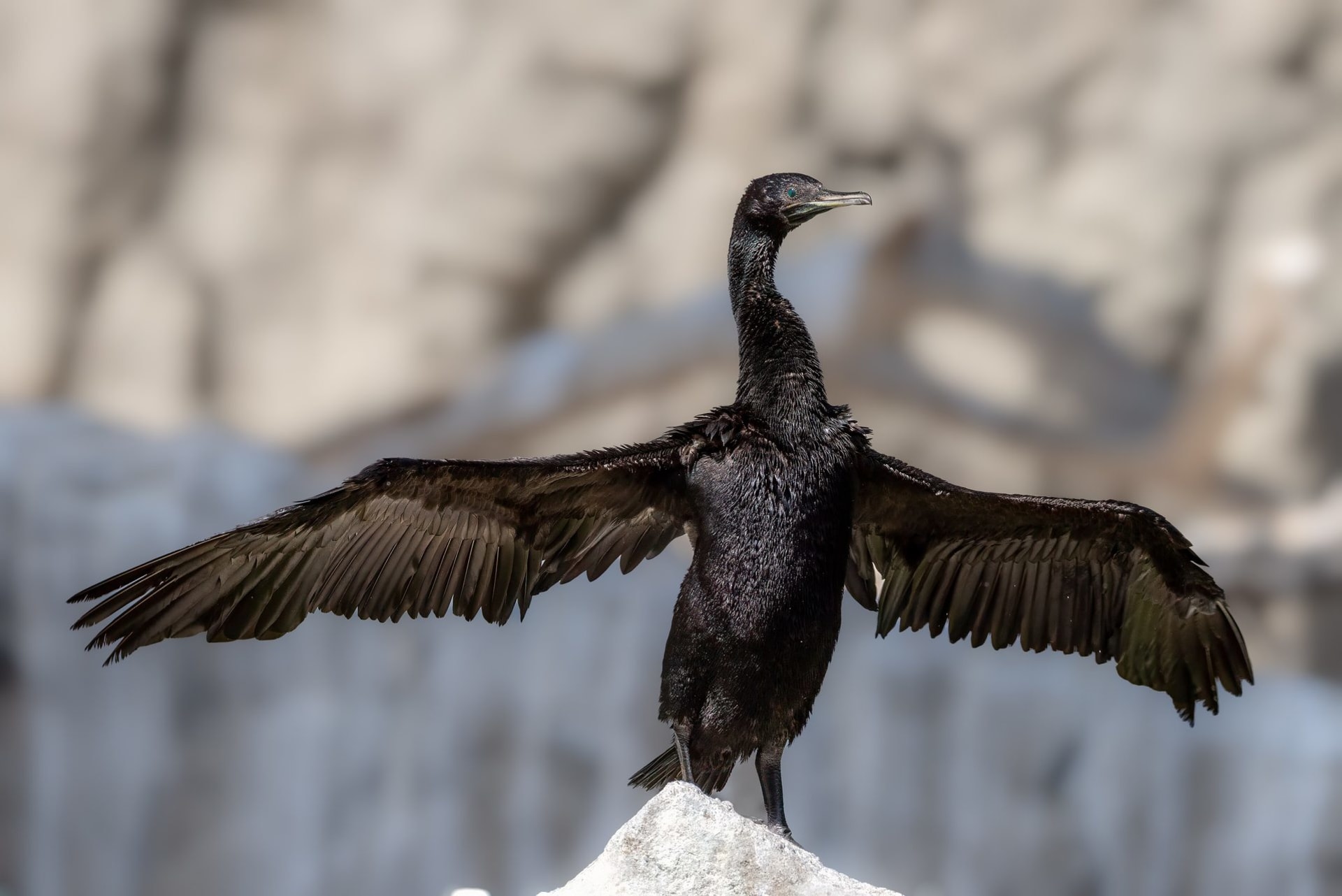 Hawar Islands Socotra Cormorant Colony