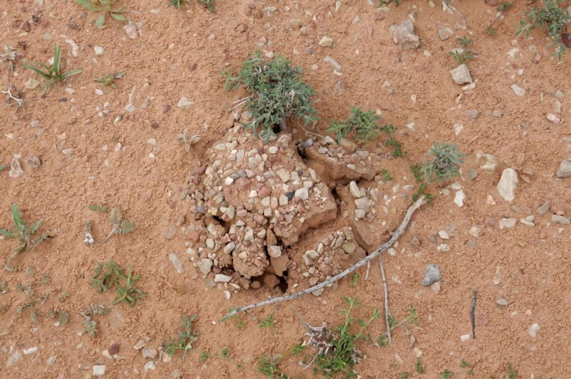 Arabian Desert Truffle Bloom