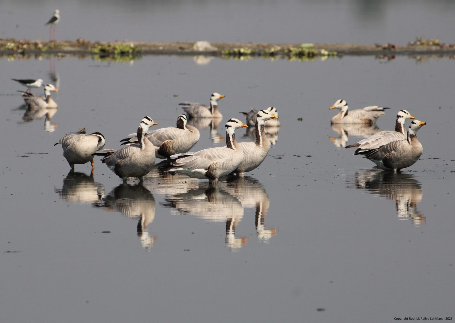 Indawgyi Lake Wintering Waterbirds