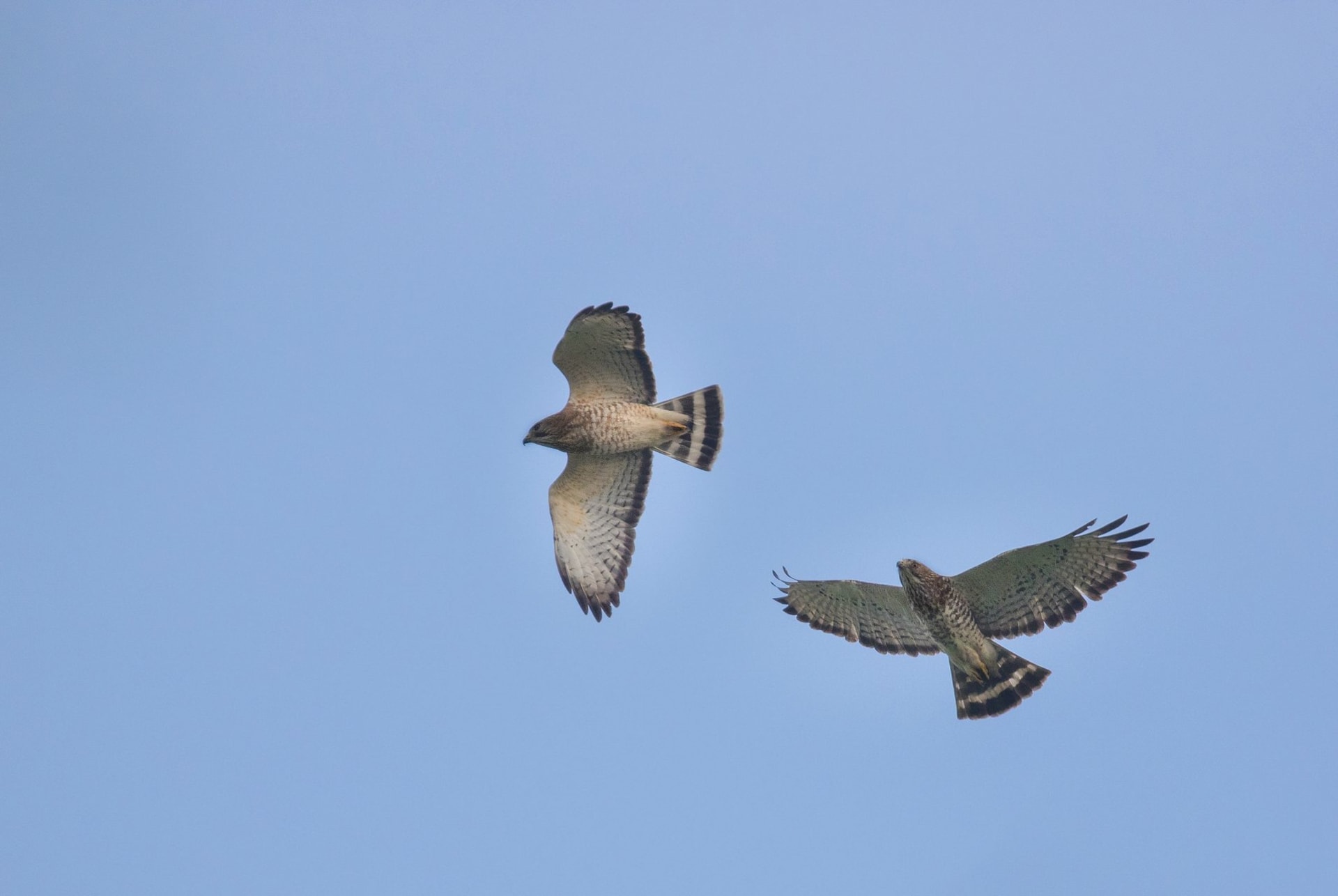 Bab-el-Mandeb Raptor Migration