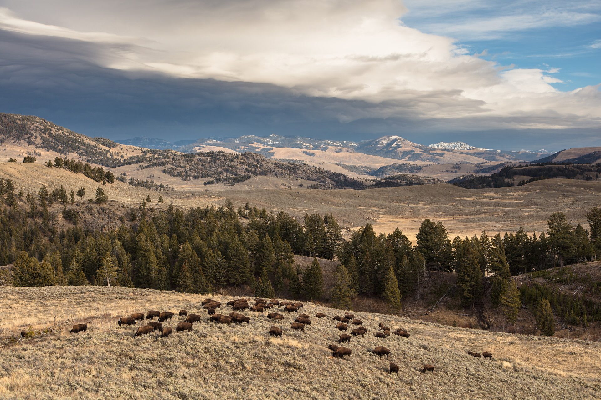 Custer State Park Buffalo Roundup