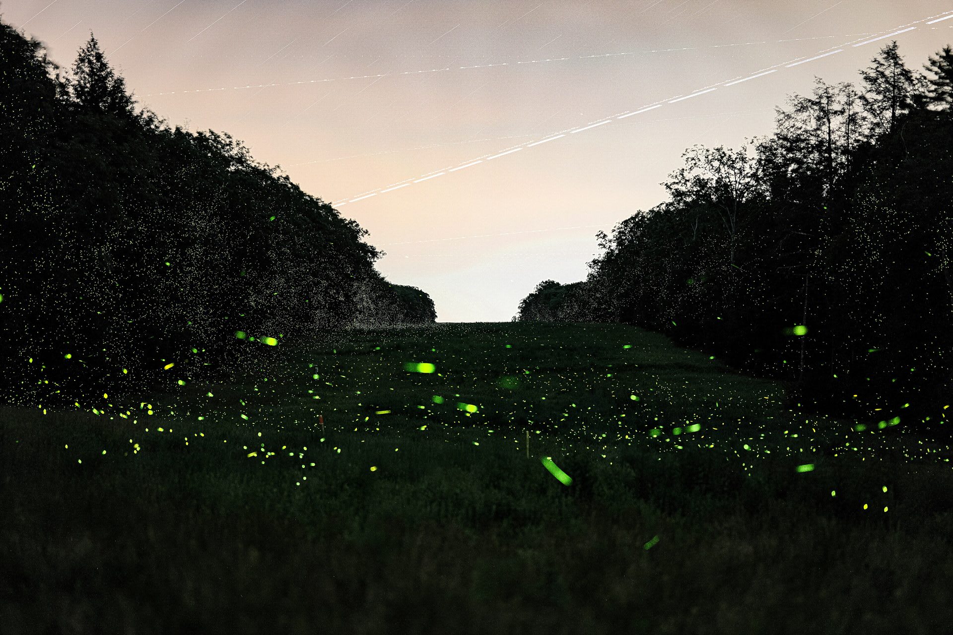 Grandfather Mountain Blue Ghost & Synchronous Fireflies