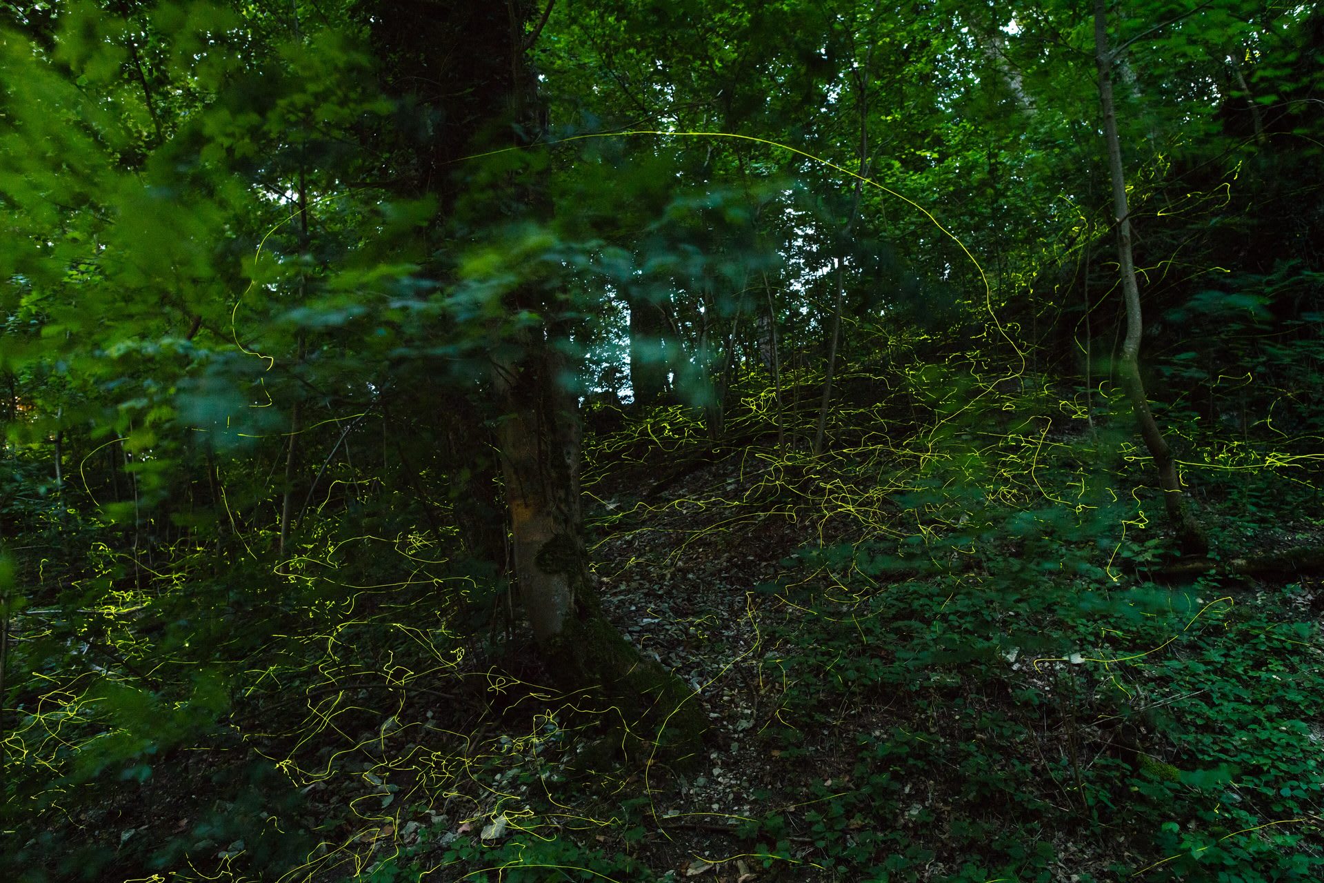 Watoga State Park Synchronous Fireflies