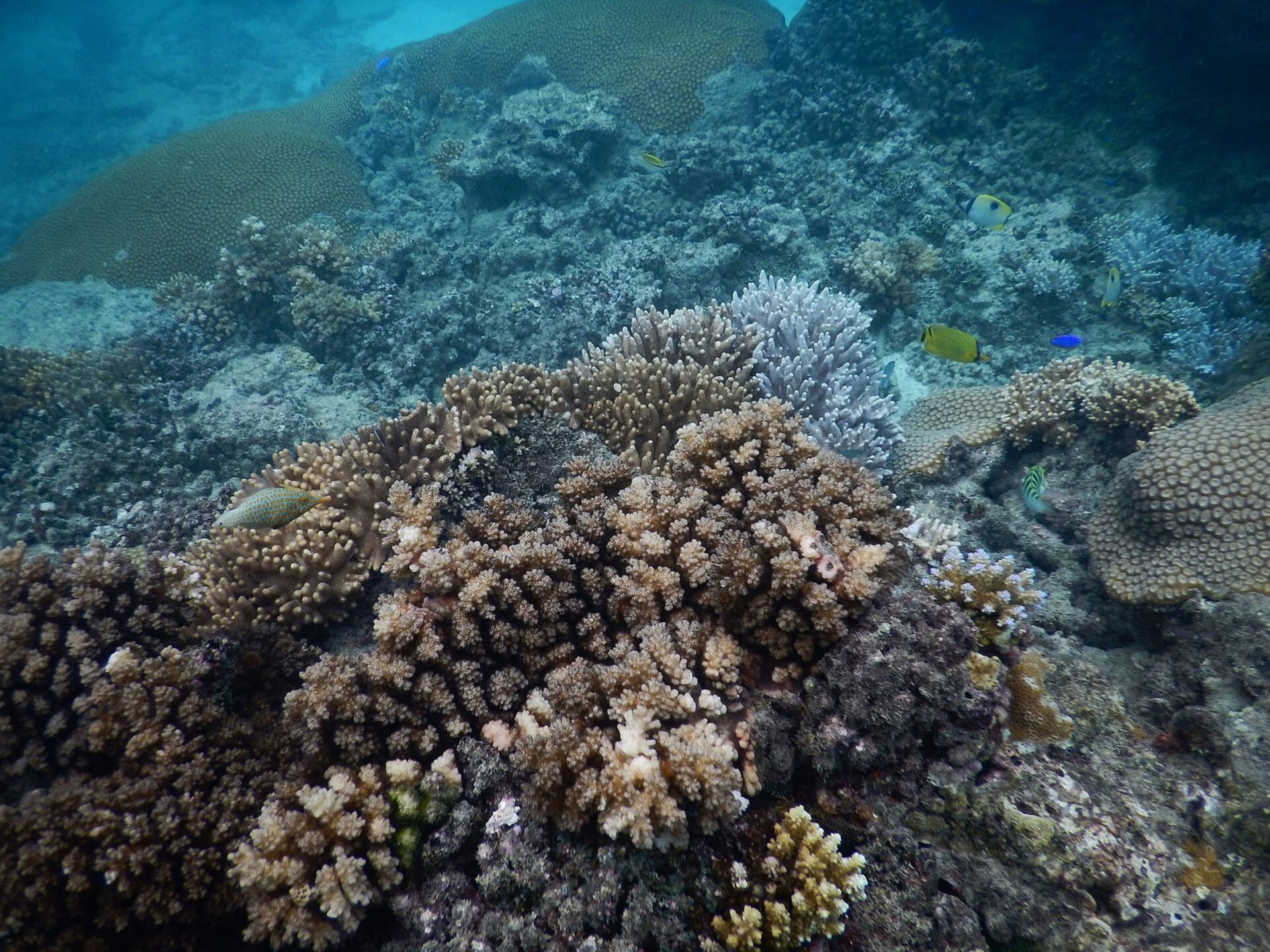 Fiji Balolo Rising