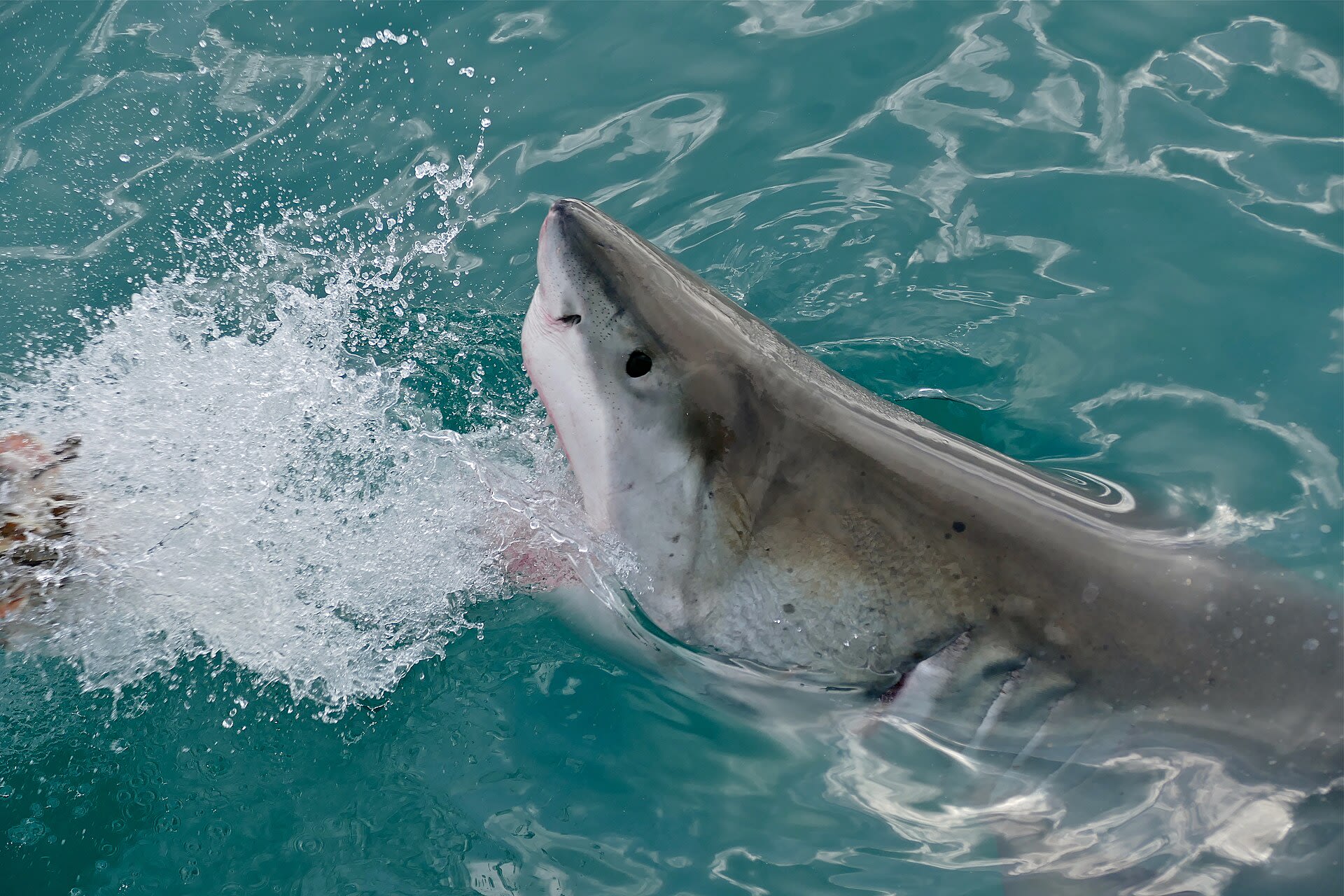 Cape Cod Great White Shark Seal Predation