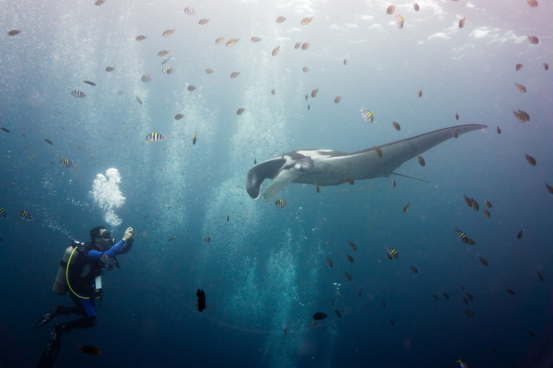 Yap Manta Ray Cleaning Stations