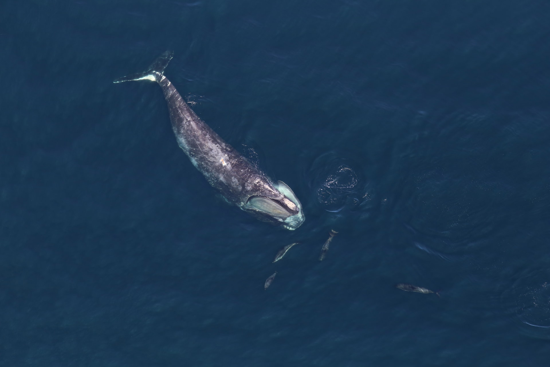Cape Cod Bay Right Whale Spring Aggregation