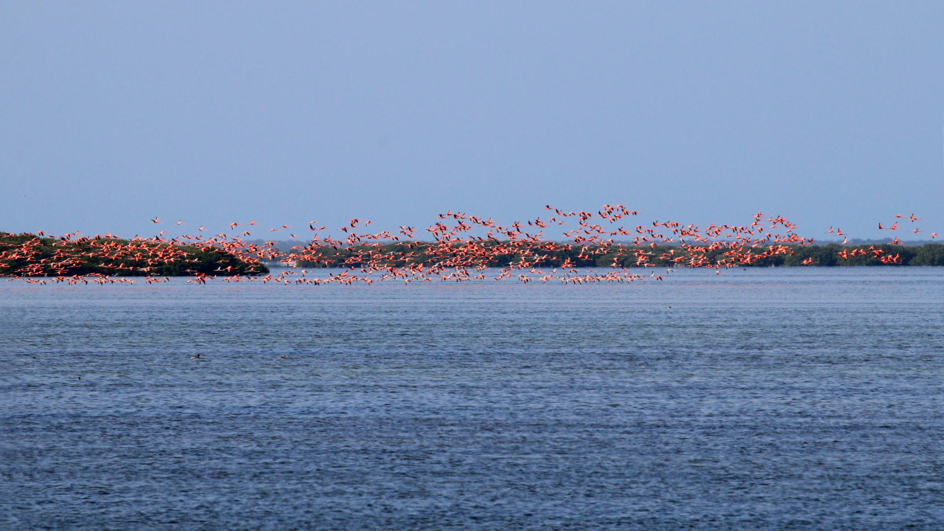 Yucatán Flamingo Colonies (Río Lagartos & Celestún)