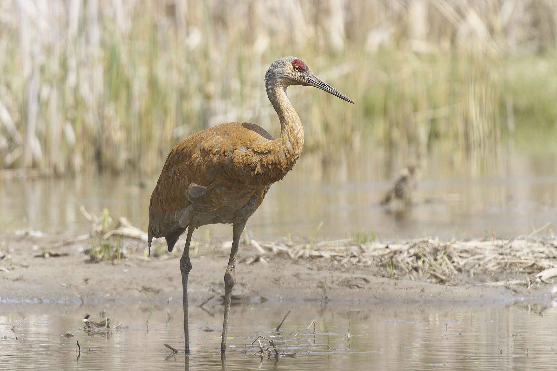 Jasper-Pulaski Sandhill Crane Staging