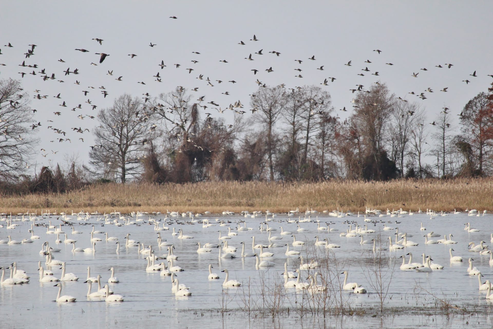Lake Mattamuskeet Tundra Swan & Snow Goose Winter Congregation