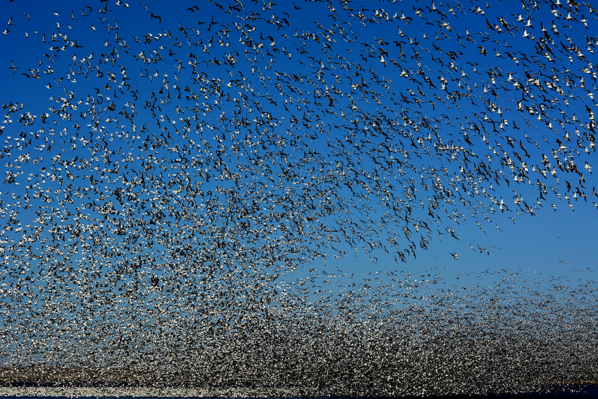 Blackwater Snow Goose & Tundra Swan Winter Spectacle