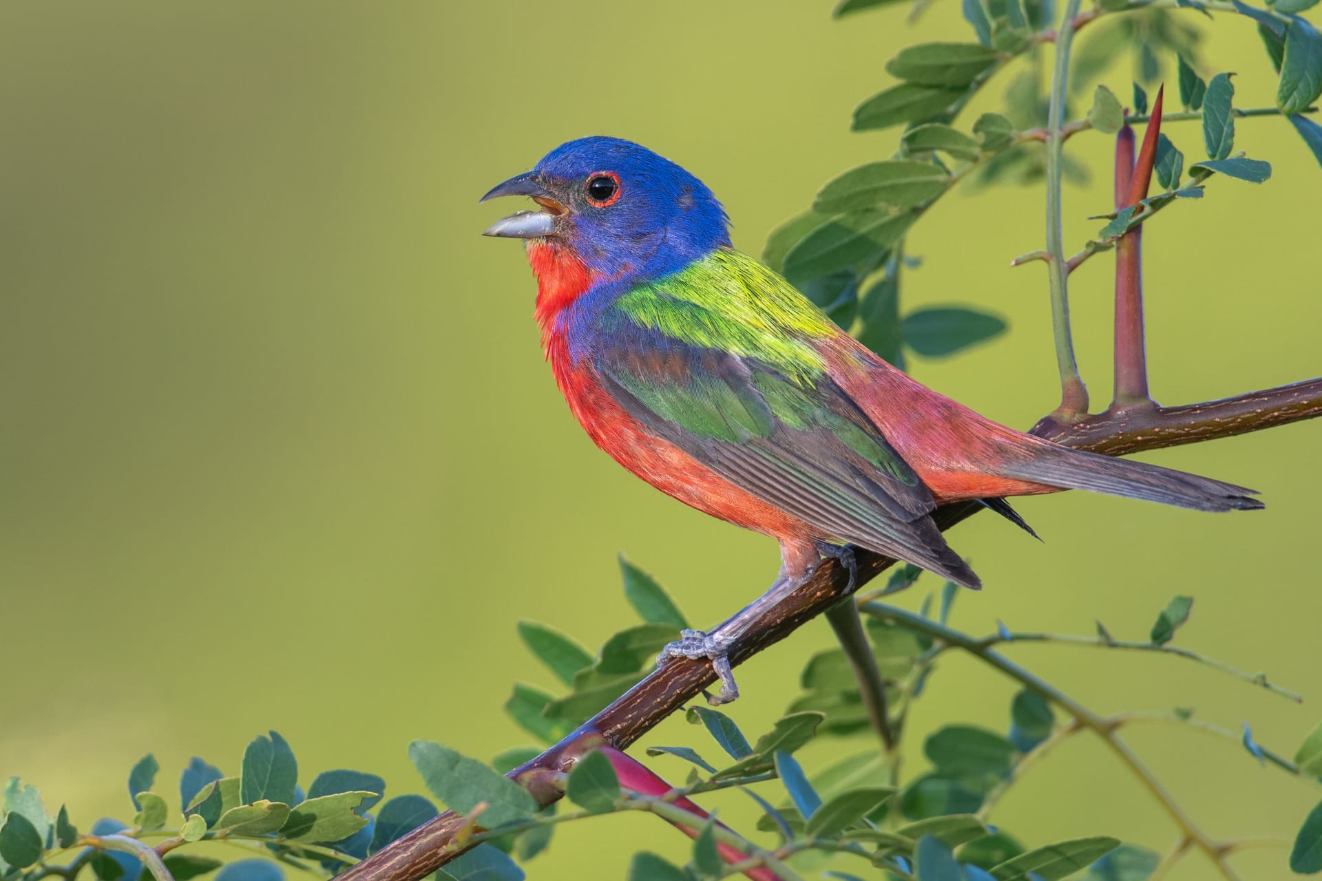Dauphin Island Spring Migratory Bird Fallout