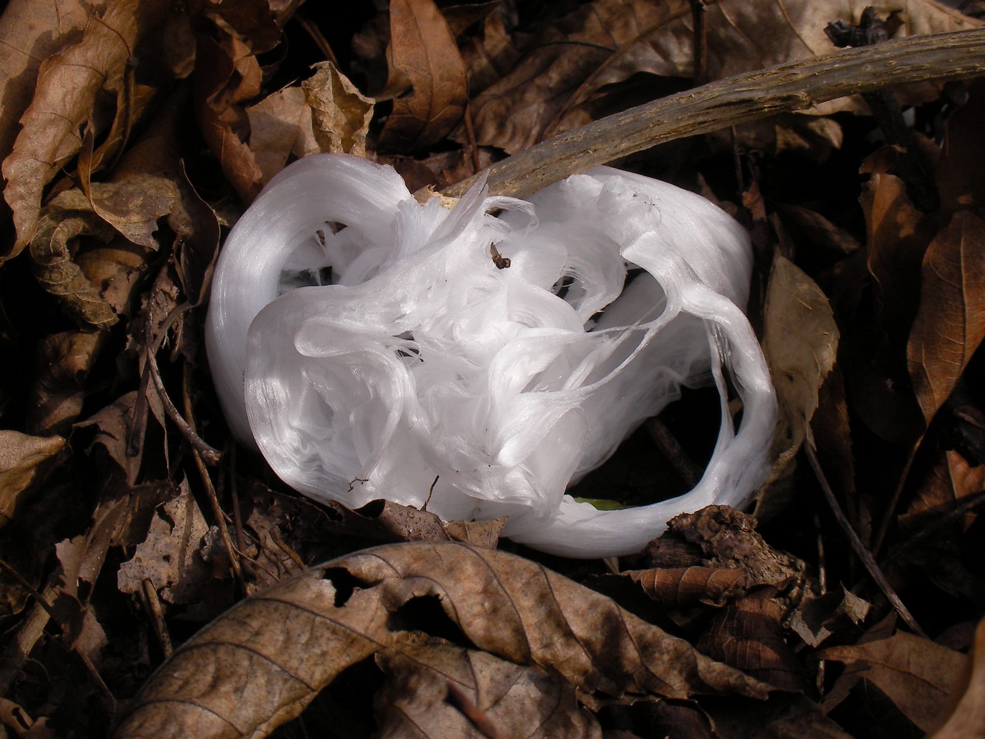 Plant Frost-Ribbons (Crystallofolia)