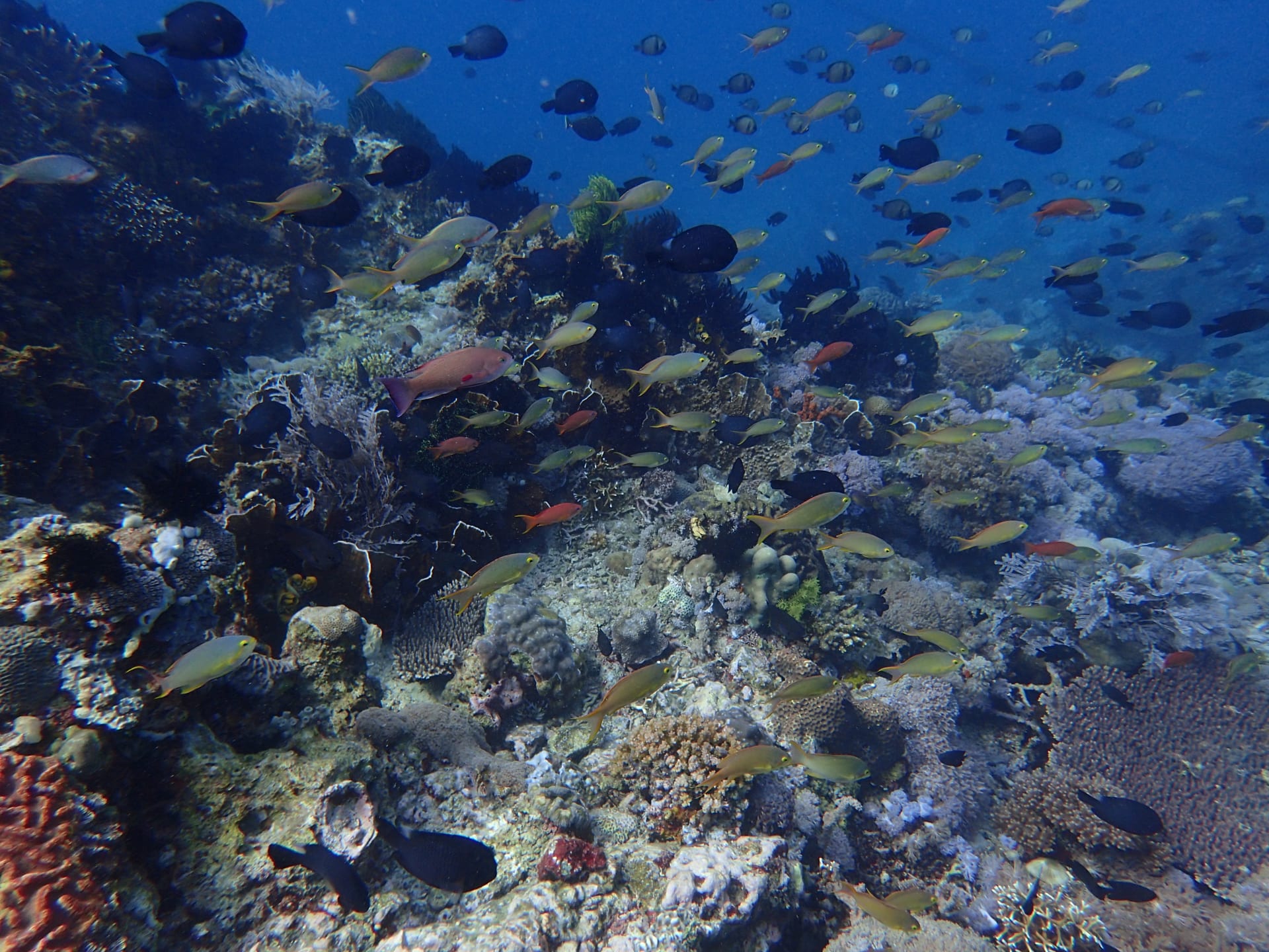 Coral Reef Dawn & Dusk Chorus