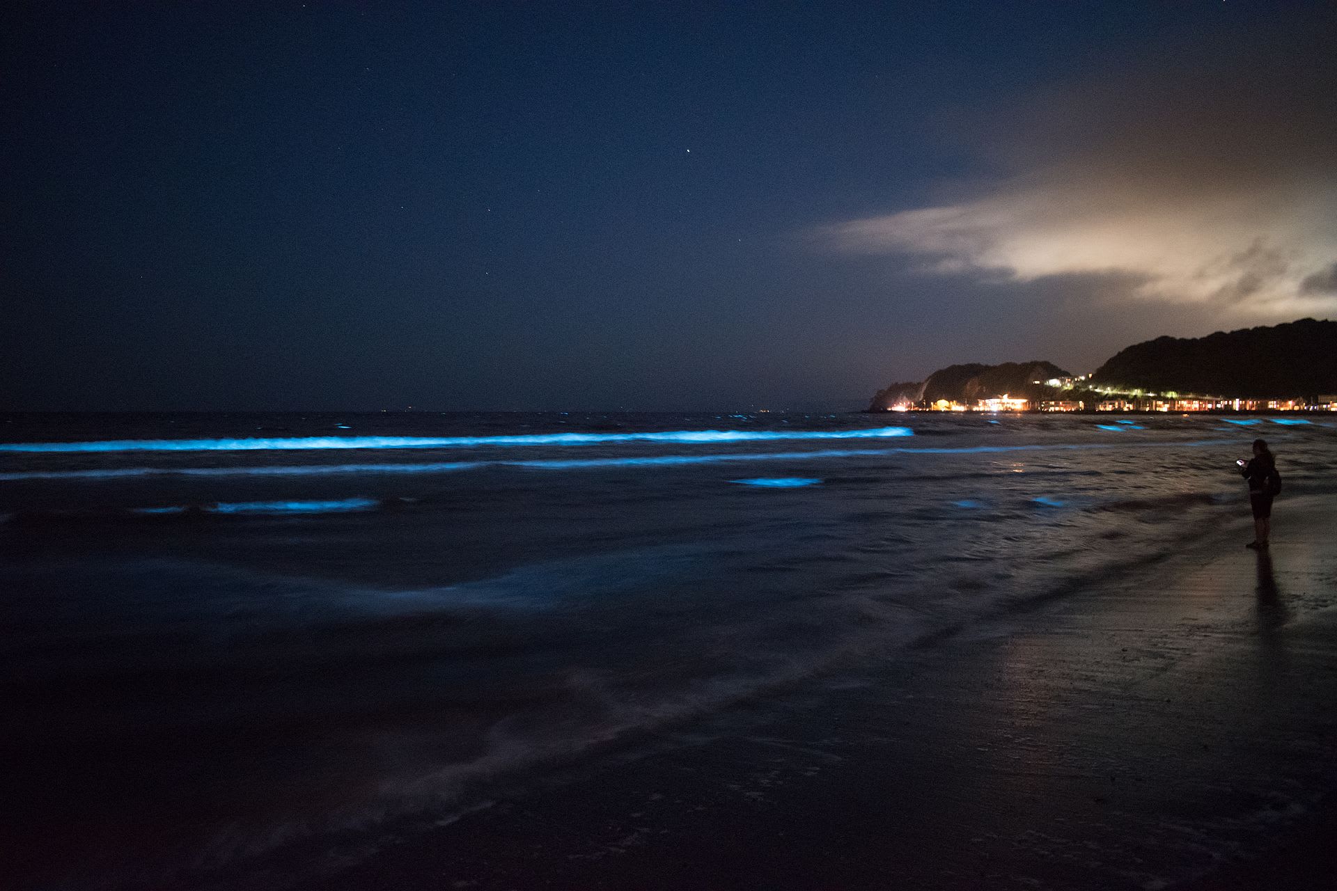 Golfo Dulce Permanently Bioluminescent Bay