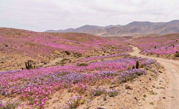 Chile