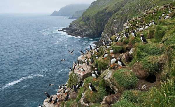 Atlantic Puffin Colonies