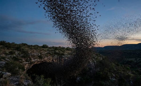 Bat Emergence - Bracken Cave