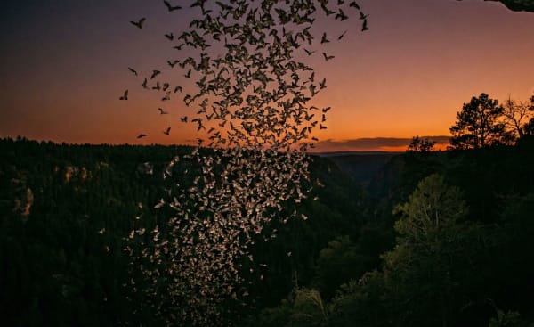 Bat Exodus