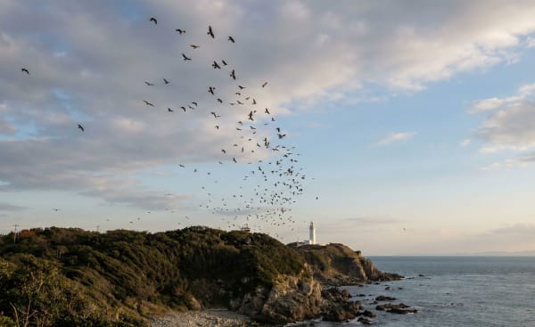 Cape Irago Hawk Migration