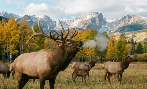 Elk Rut - Rocky Mountains