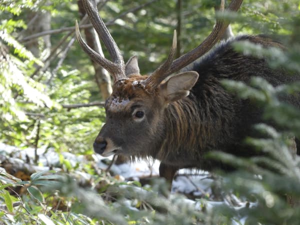 Ezo Sika Deer Rut