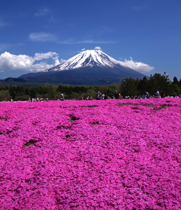 Fuji Shibazakura Festival