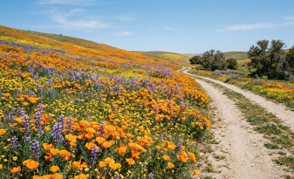California Superbloom