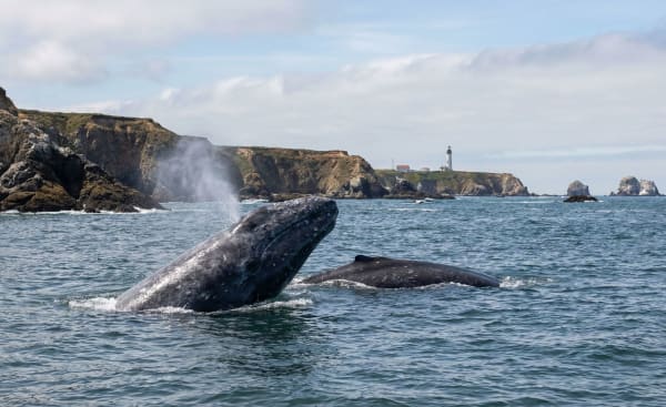 Gray Whale Migration
