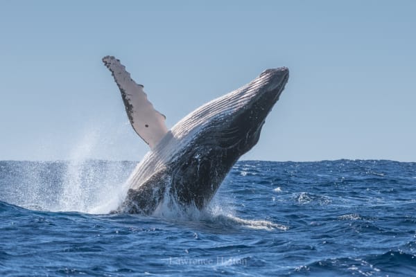 Humpback Whales in Okinawa