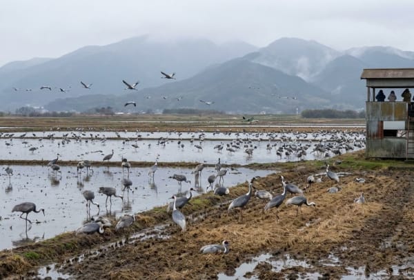 Izumi Crane Wintering Grounds