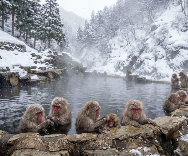 Jigokudani Snow Monkeys