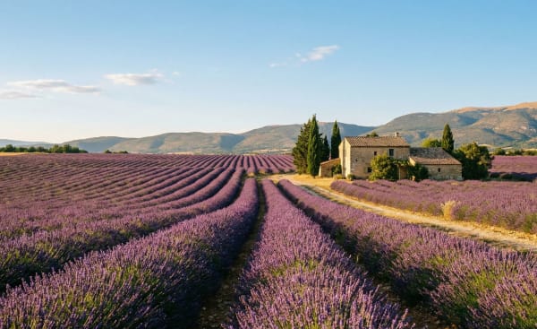 Lavender Fields - Provence