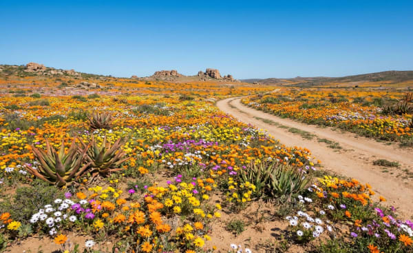 Namaqualand Wildflower Bloom - South Africa
