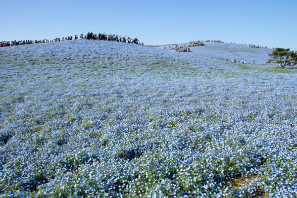 Nemophila Bloom at Hitachi Seaside Park