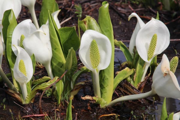 Oze Mizubasho (Skunk Cabbage) Bloom