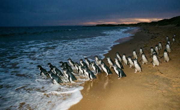 Penguin Parade - Phillip Island
