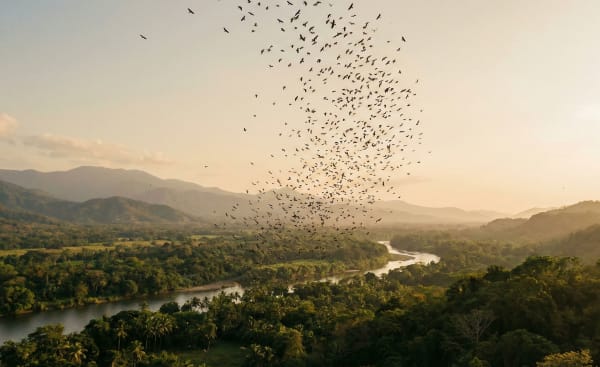 Raptor Migration - Veracruz River of Raptors