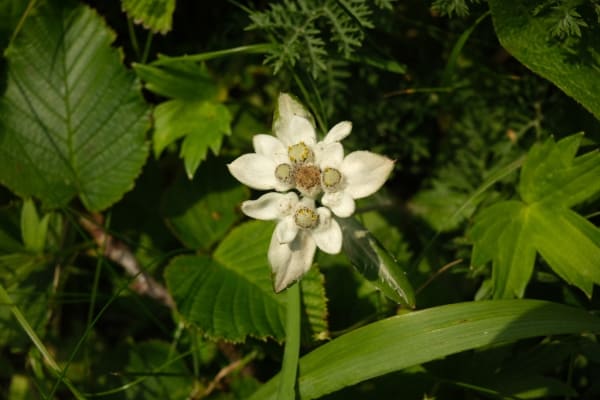 Rebun Island Alpine Flowers