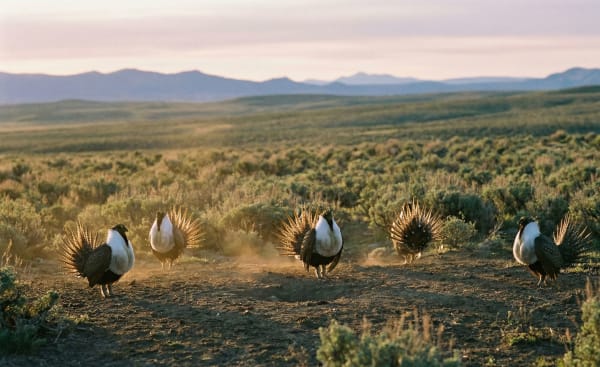 Sage Grouse Lekking