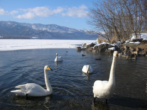 Hyōko Whooper Swan Migration