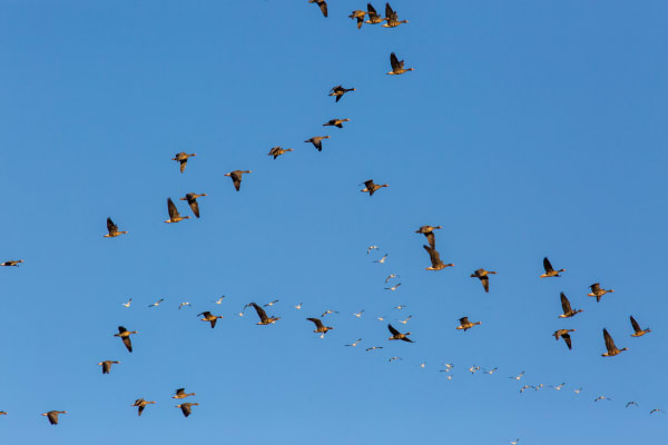 Izunuma Magan Goose Dawn Liftoff