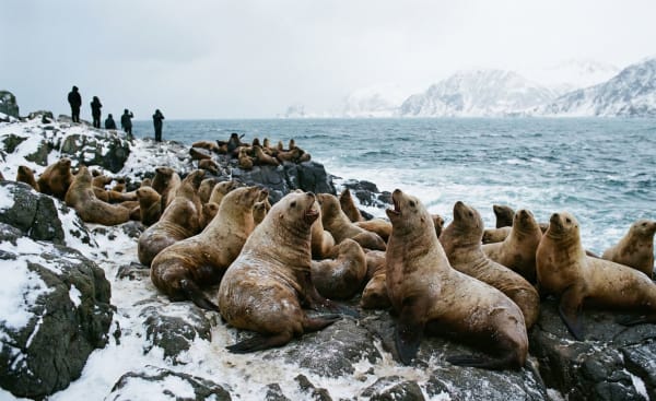 Steller Sea Lion Winter Haulouts