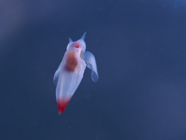 Clione (Sea Angels) on Okhotsk Drift Ice